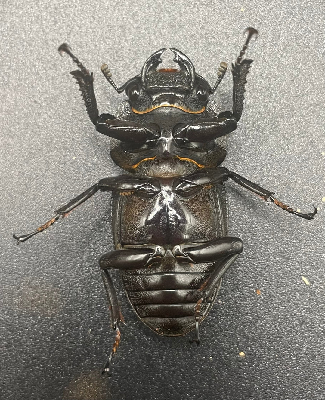 《ホペイオオクワガタ G70血統 74mm ペア》