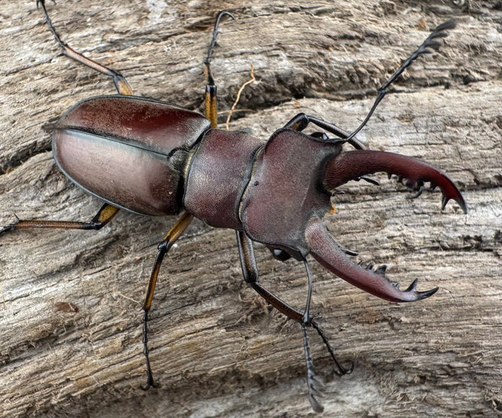 【WD】《ウーイーミヤマクワガタ 33.5mm♂♀♀トリオ》