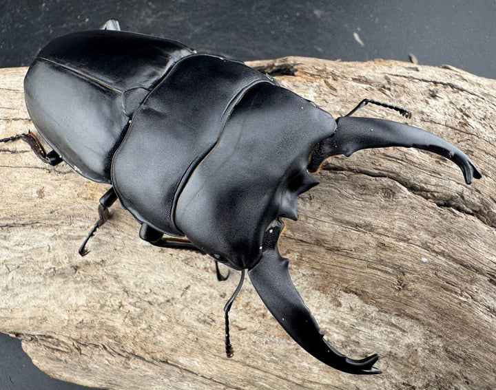 【WD】《アルキデスヒラタ ベンクール産 長歯 92mm 胸幅35.9mm  ペア》