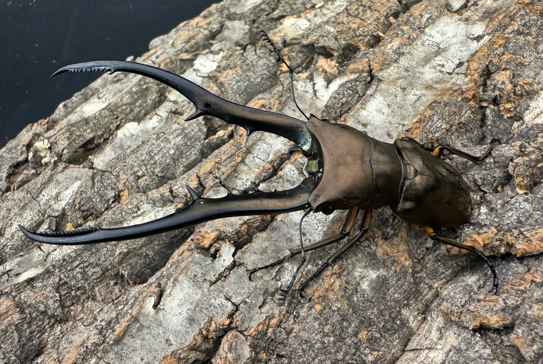 【WD】《メタリフェルホソアカ 85.5mm ペア》