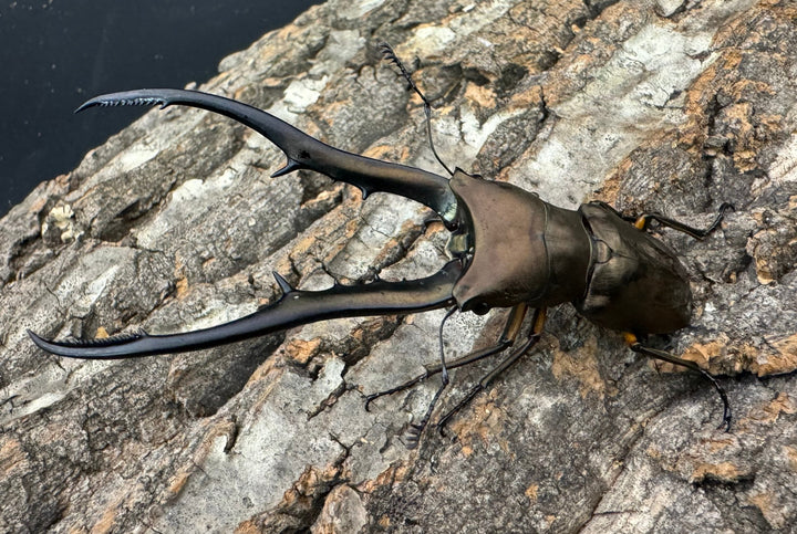 【WD】《メタリフェルホソアカ 85.5mm ペア》