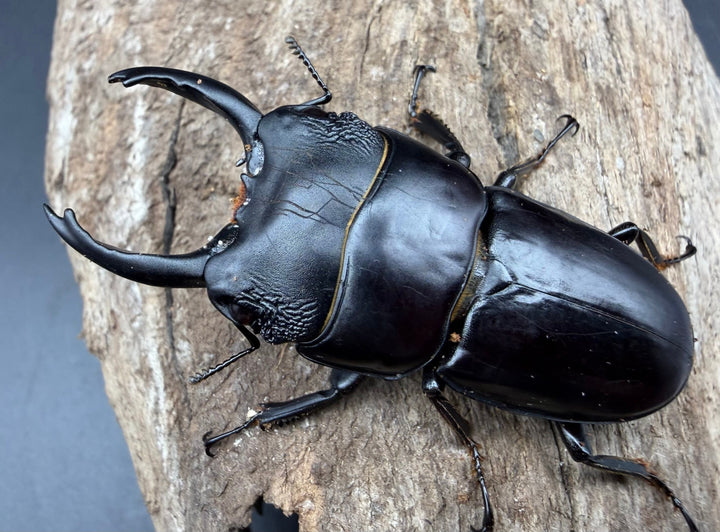 【WD】長歯《パプアヒラタクワガタ 52.5mm ペア》