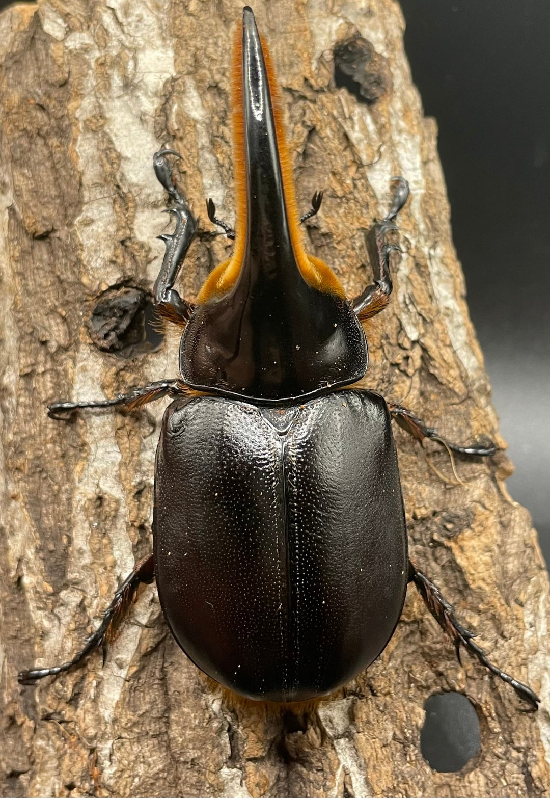 即ブリ《サタンオオカブト 98mm ペア》