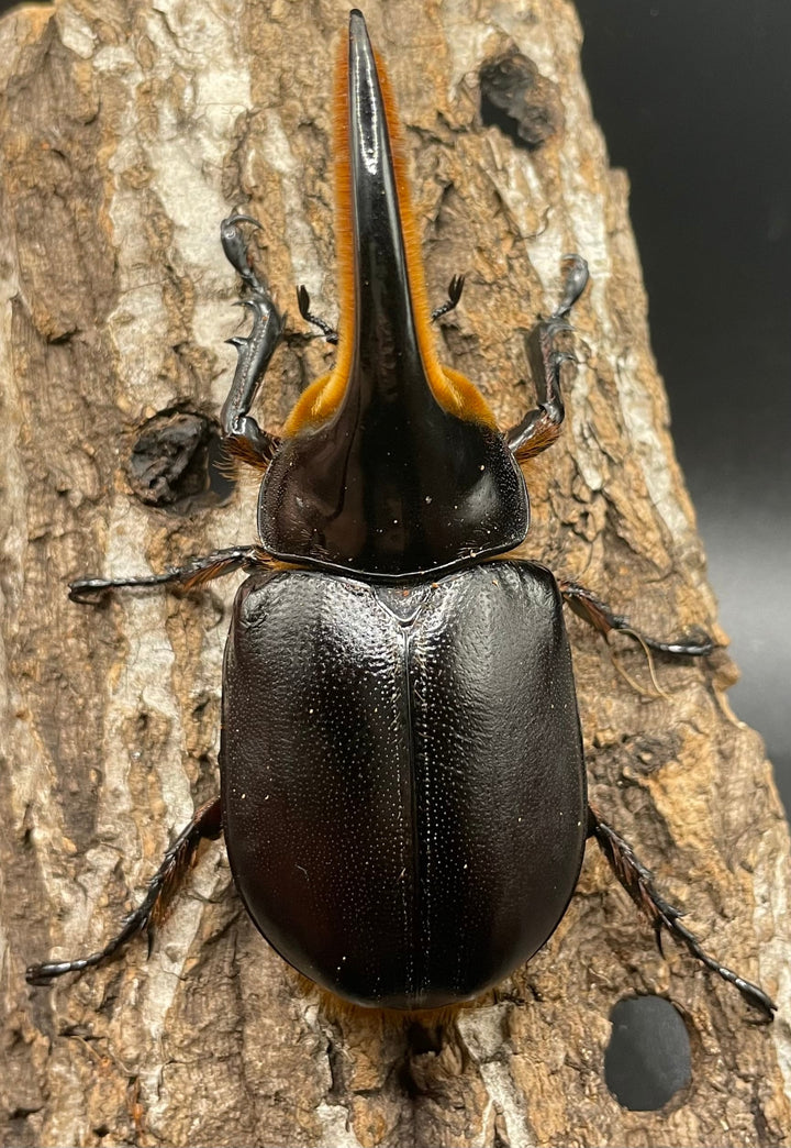 即ブリ《サタンオオカブト 98mm ペア》