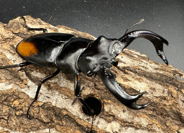 【WD】《セアカフタマタ（パリーフタマタ） 83mm ペア》