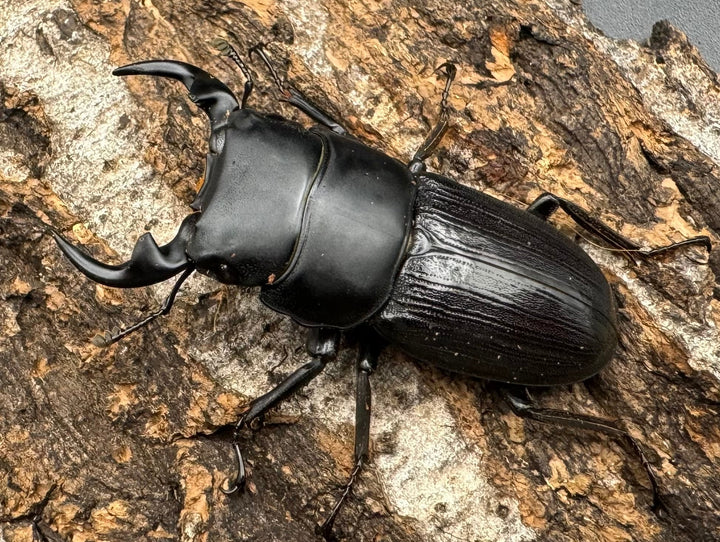 【WD】《ミンダナオパリーオオクワ  45.5mm ペア》