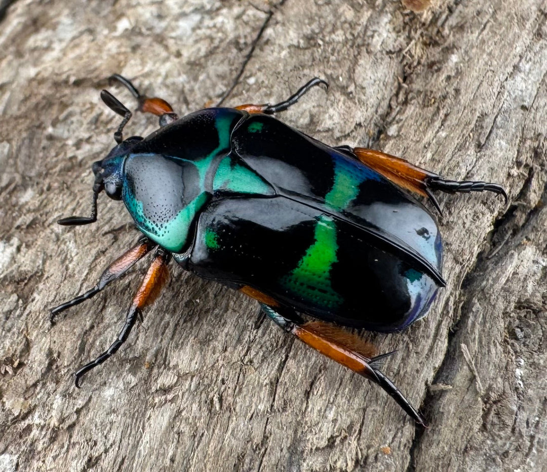 【WD】《ベルシコロールツヤカナブン ロハス産 ペア》