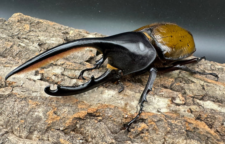 《ヘラクレス亜種オキシデンタリス 135mm ペア》