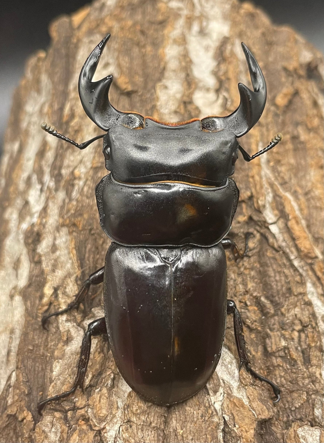 極太系《マレーアンタエウスオオクワ 67mm ペア》