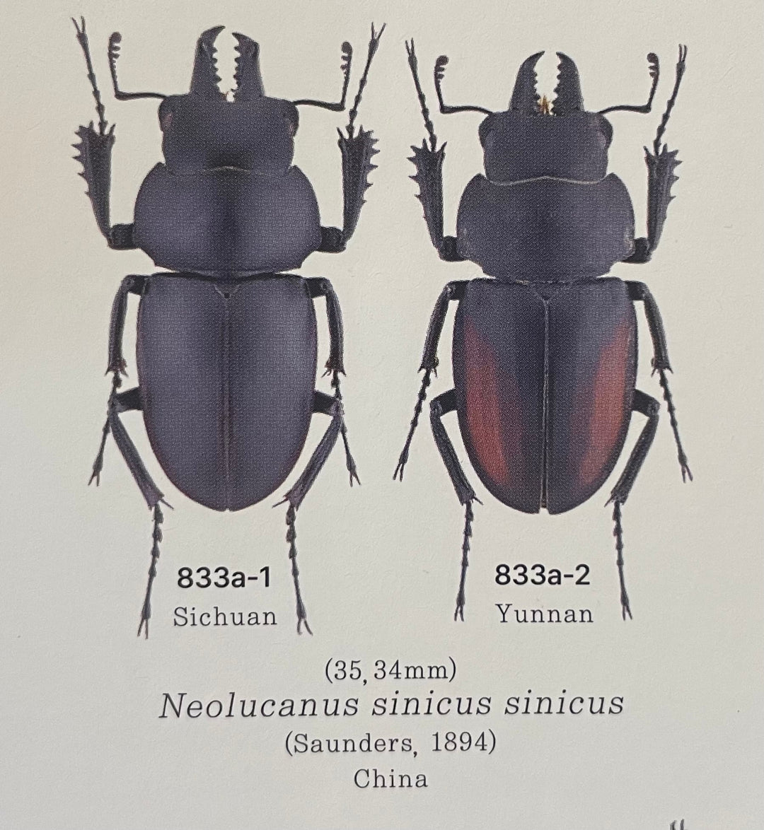 【WD】《チュウゴクマルバネクワガタ原名亜種 ♀単》