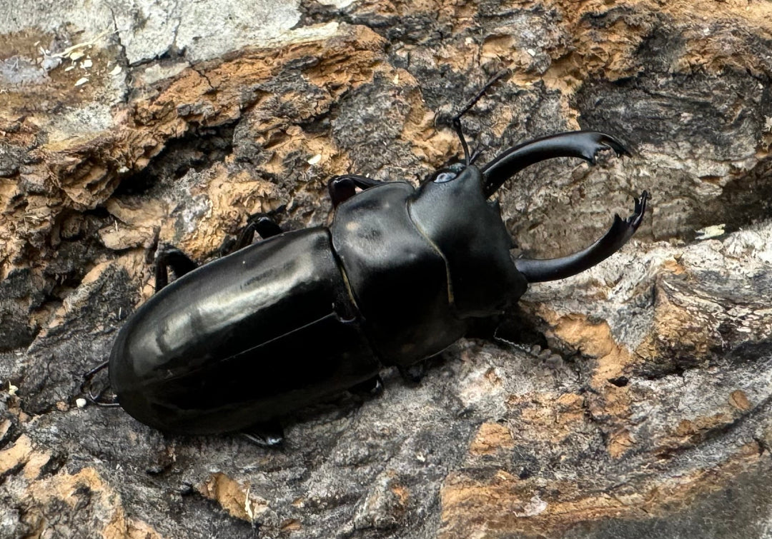 【WF2】《フルボノタトゥスコクワ 31mm ペア》Moro氏ブリード個体