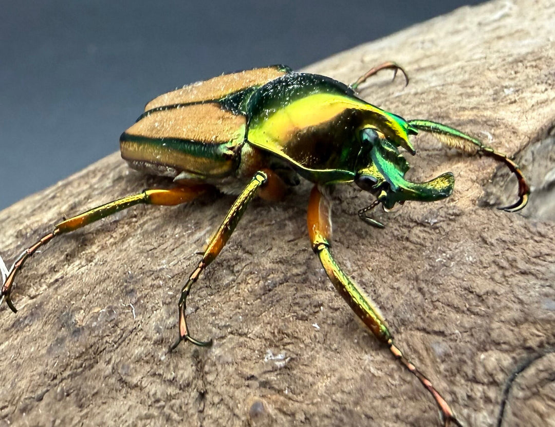 【WD】《カミングヒメカブトハナムグリ ペア》