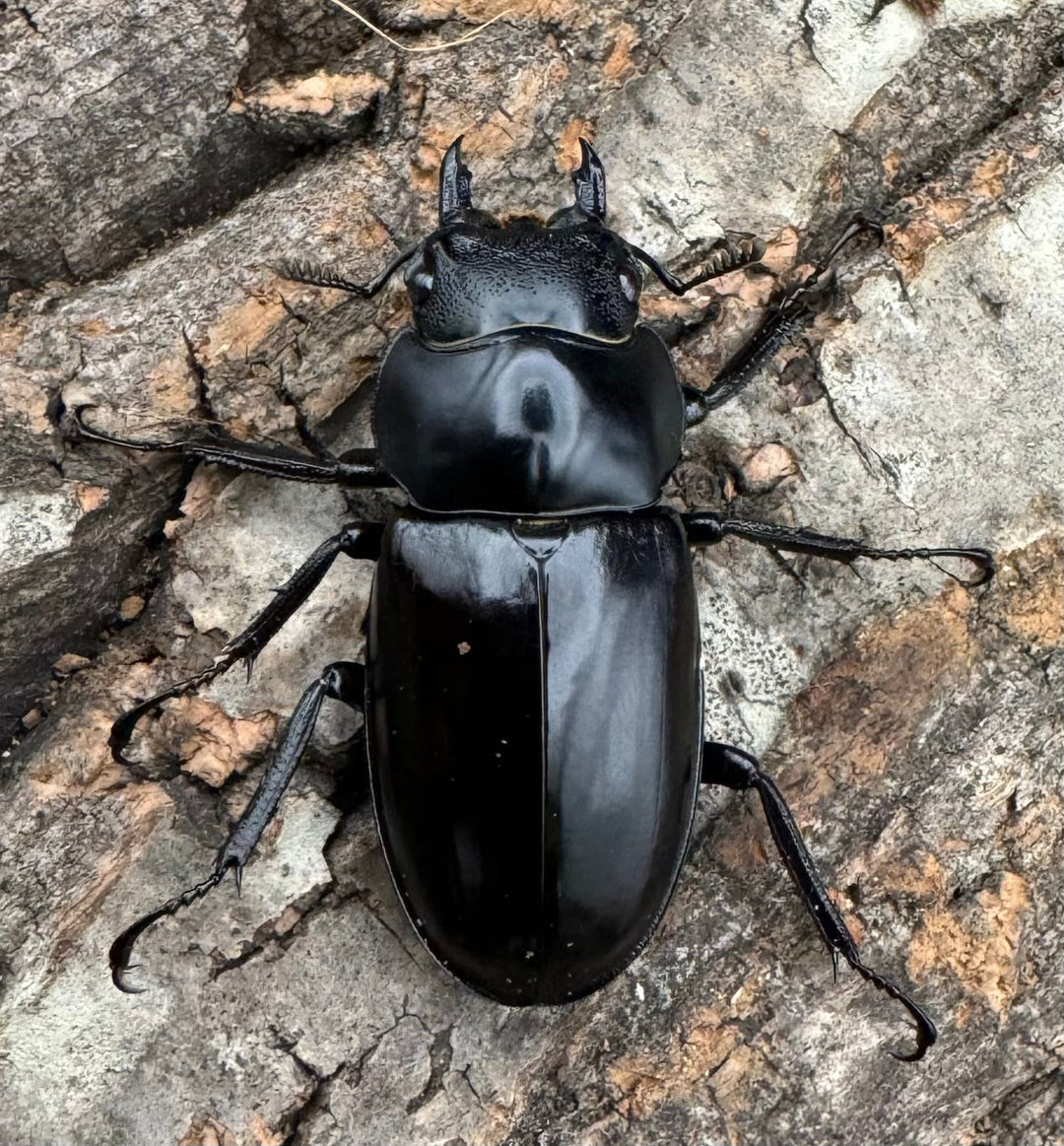 《フォルスターフタマタ亜種ニシ 72mm ♂♀♀トリオ》