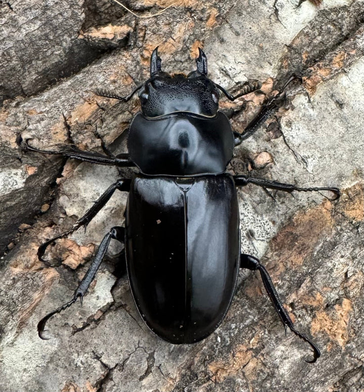 《フォルスターフタマタ亜種ニシ 72mm ♂♀♀トリオ》