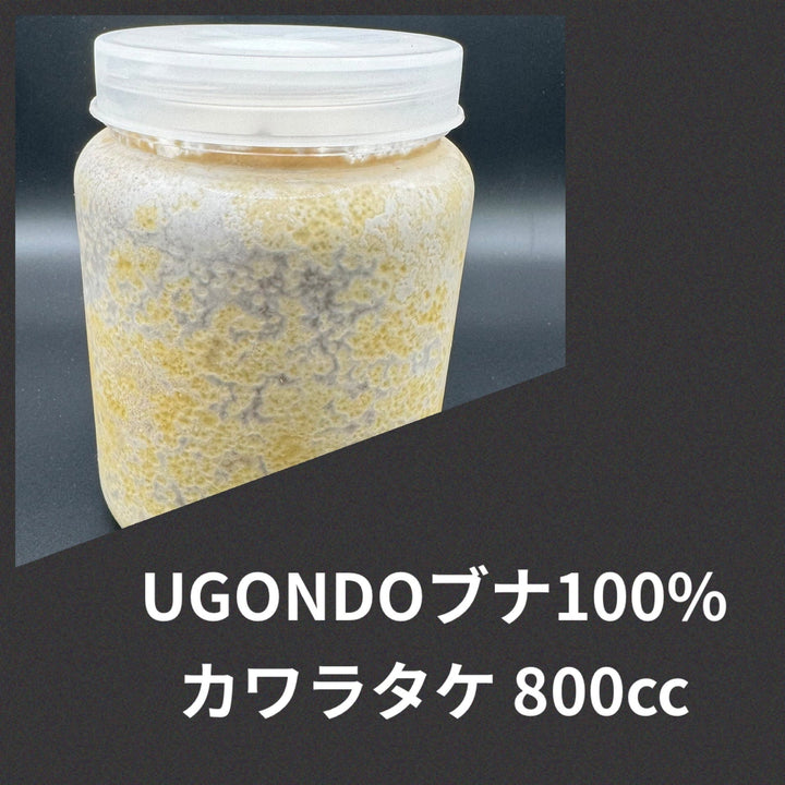 カワラタケ菌糸UGONDO ブナ100% ボトル800cc