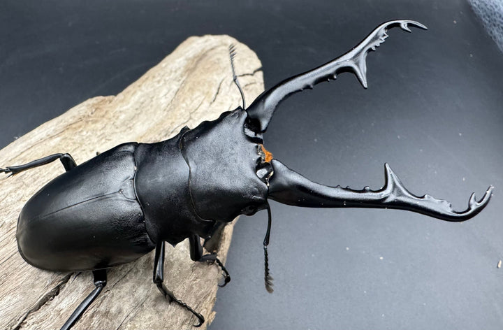 《ギラファノコギリ亜種ケイスケ 111mm ペア》