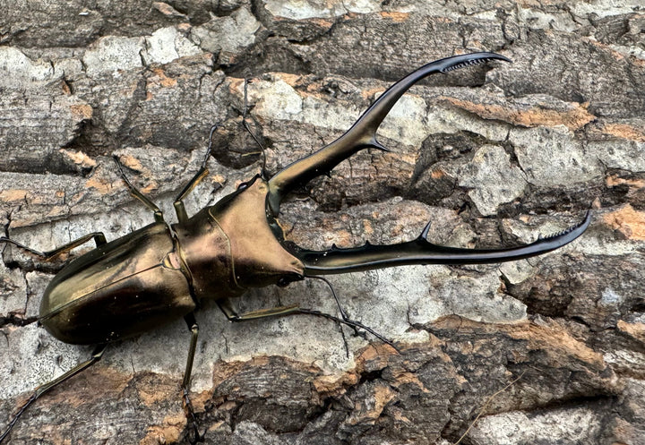 【WD】《メタリフェルホソアカ 85mm ペア》