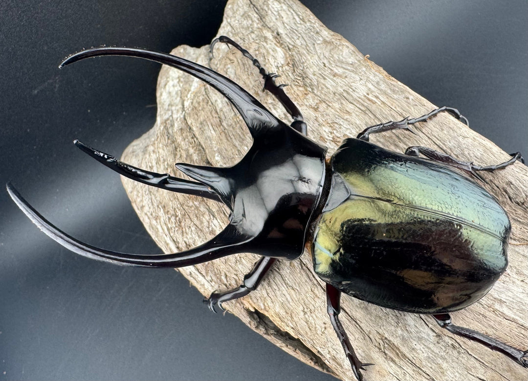 【WD】《ジャワコーカサスオオカブト 113.5mm ペア》