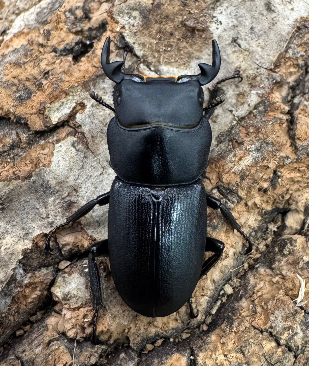 【WD】《ドルクス zhouchaoi（メンシウス ssp.） 28mm ペア》