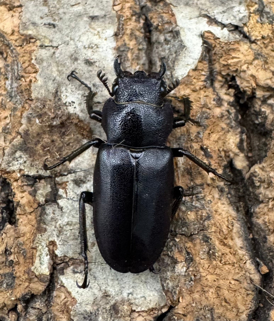 【美麗】《メタリフェルホソアカ 84mm ペア》わたくわ氏ブリード個体