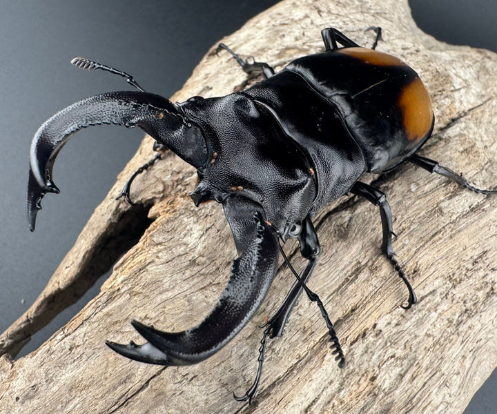 【WD】《セアカフタマタ（パリーフタマタ） 84mm ♂単》