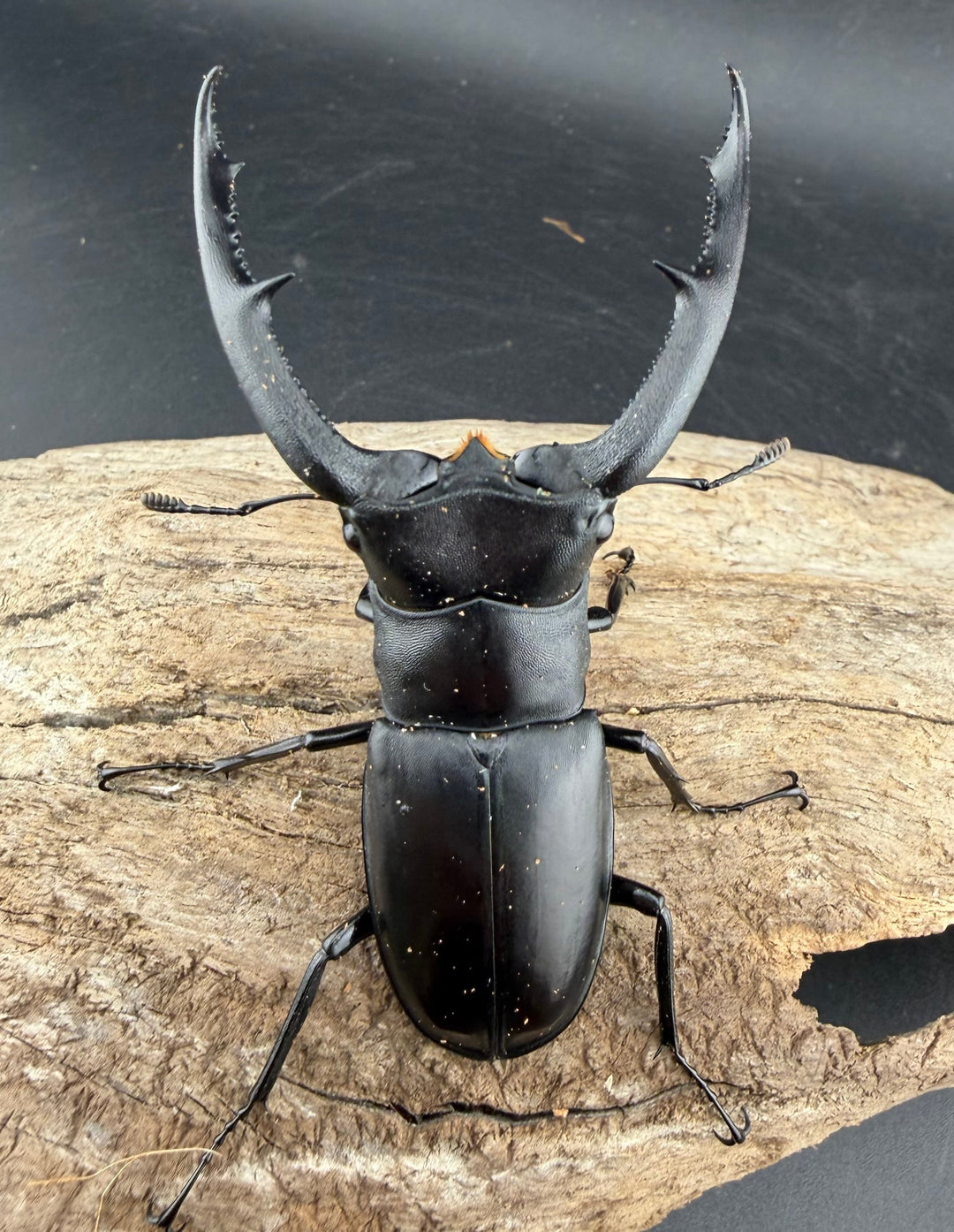 【WD】《マンディブラリスフタマタ 81.5mm ペア》