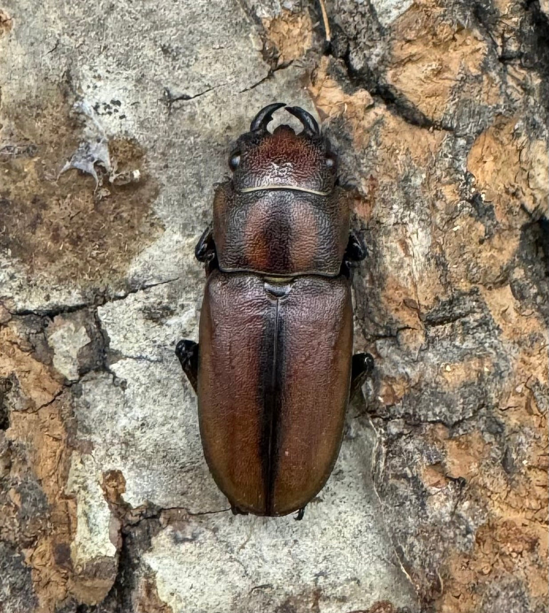 【WD】《ズベールホソアカ 55mm ペア》