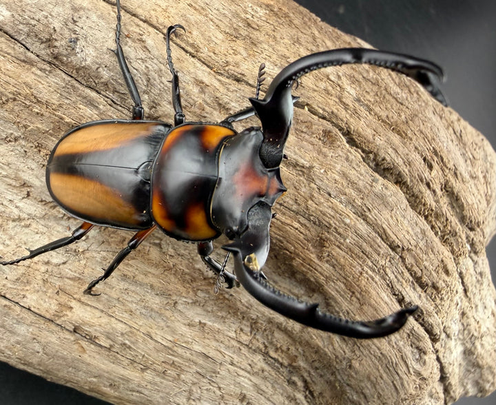 《スペキオススシカクワガタ 59.5mm ペア》