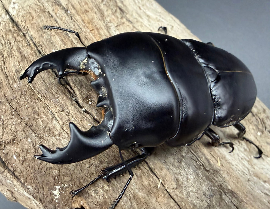 【WD】《アルキデスヒラタ ベンクール産 84.5mm（胸幅36.3mm） ペア》