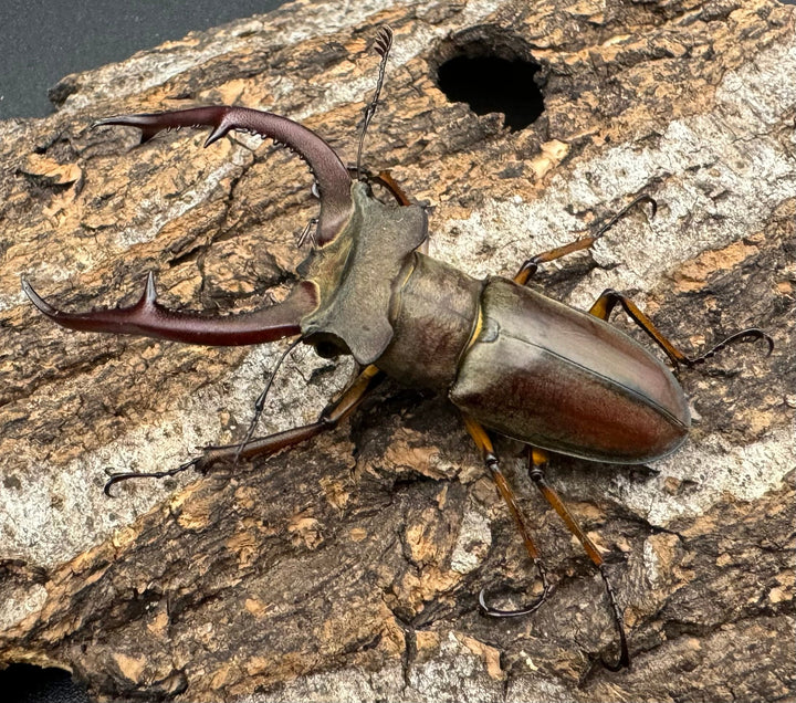 【WD】《クラーツミヤマ ベトナム亜種 58mm ペア》