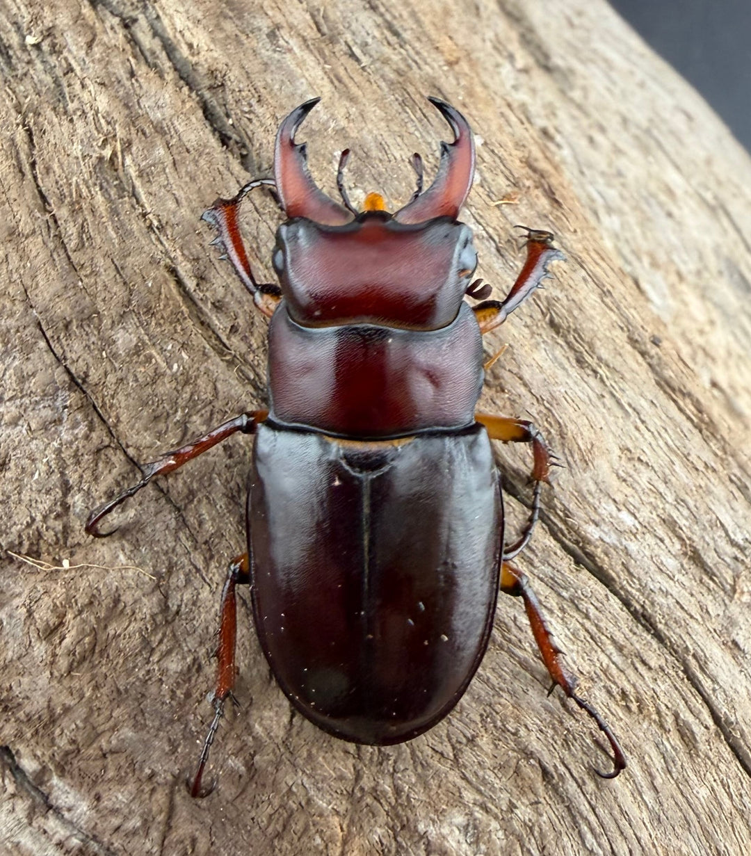 《カプレオルスミヤマクワガタ 35mm ペア》