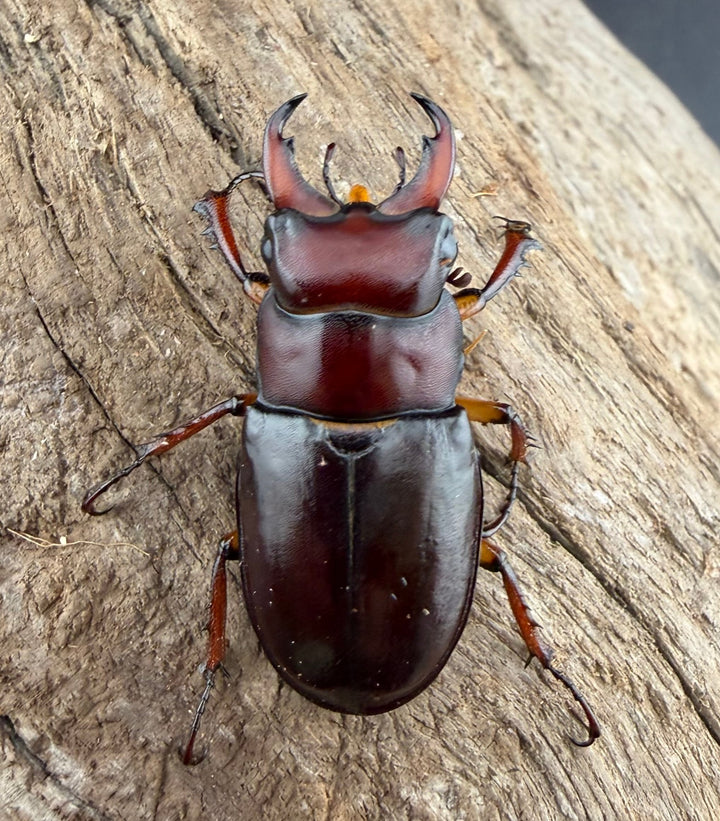 《カプレオルスミヤマクワガタ 35mm ペア》