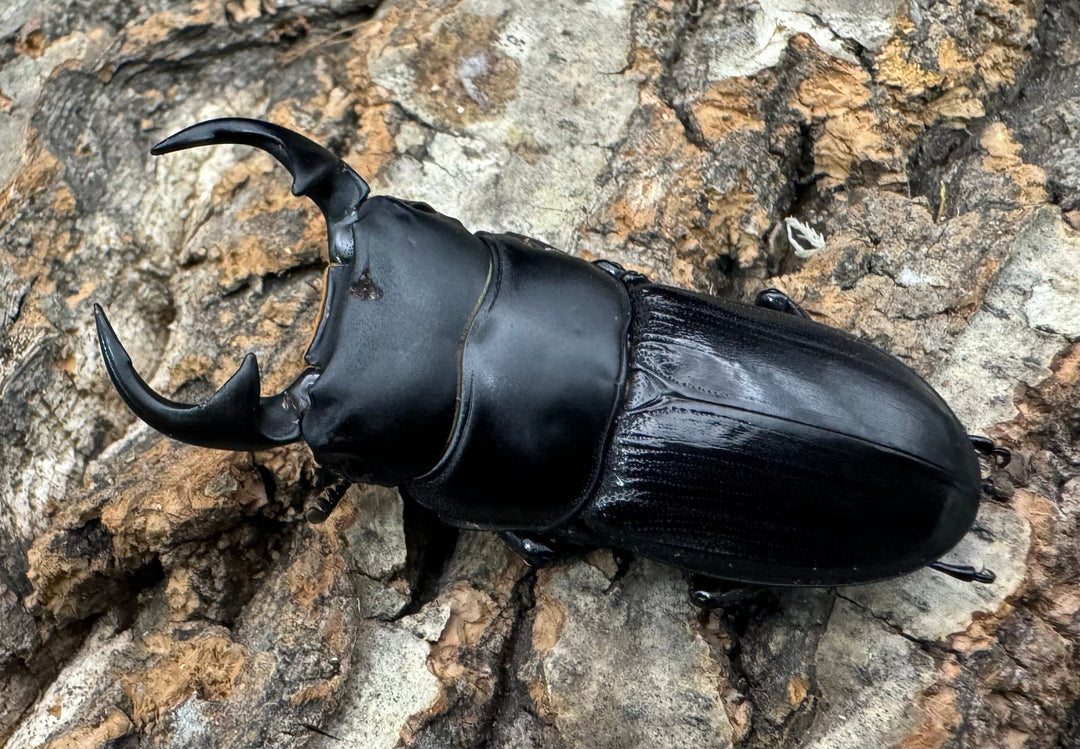 【WD】《ジャワパリーオオクワ 54mm ペア》