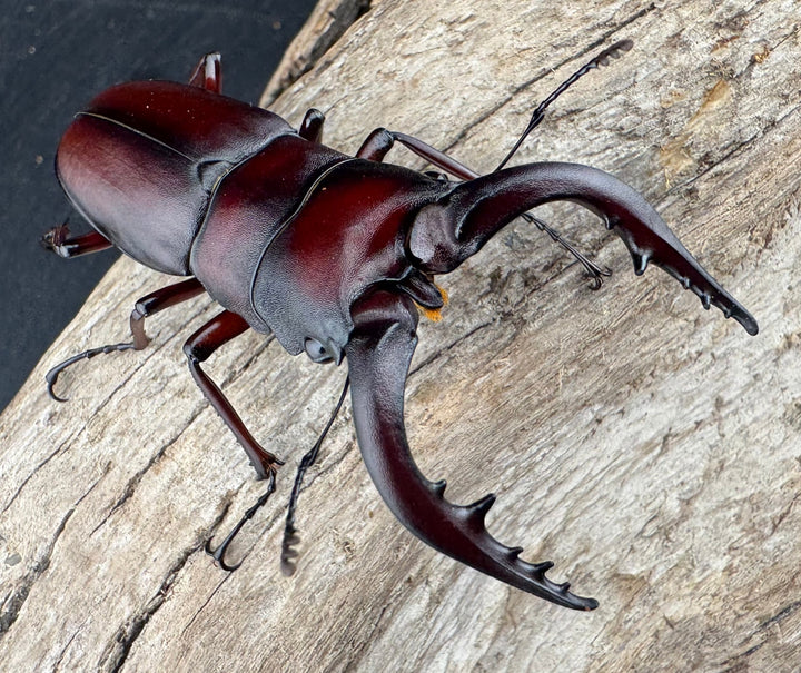 【WD】大歯《ノコギリクワガタ 八王子産 Free ペア》