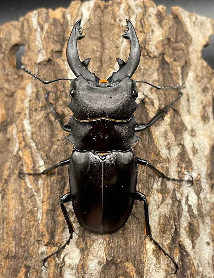 【WD】《アルケスツヤクワガタ 72mm ペア》