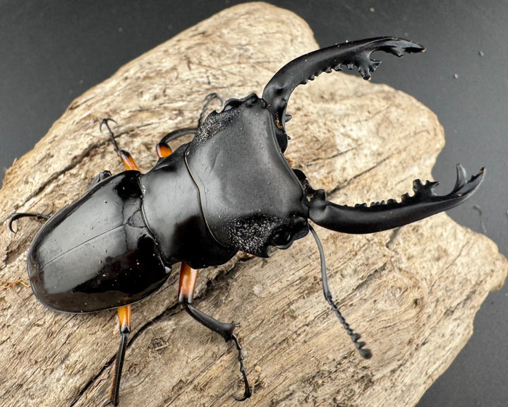 【WD】《インペリアリスツヤ亜種komorii バタラザ産 66mm B品ペア》