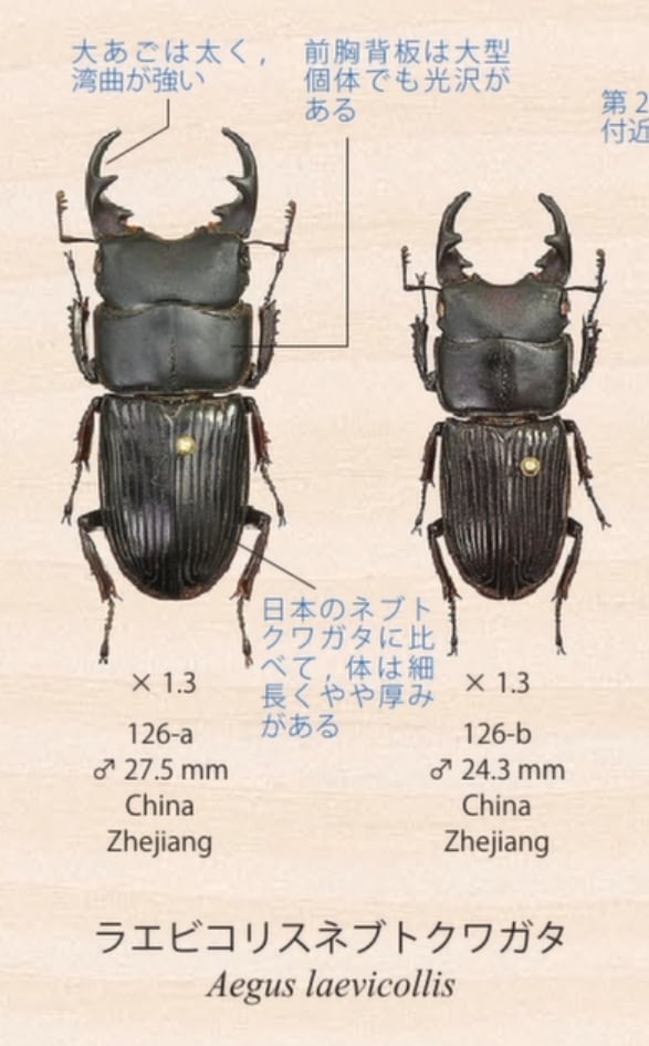 【F0】《ラエビコリスネブトクワガタ 23mm ♂♀♀トリオ》