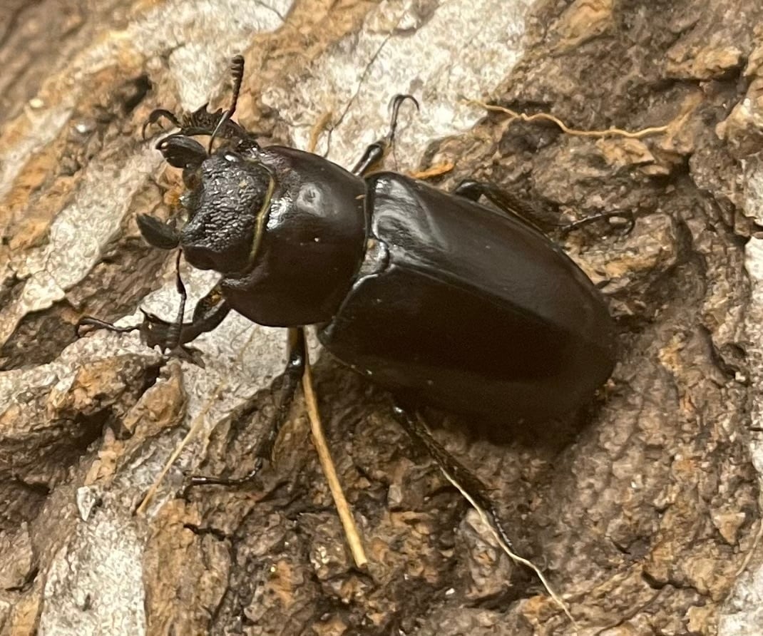 【WD】2021年新種《モーミヤマクワガタ 24mm ♀単》