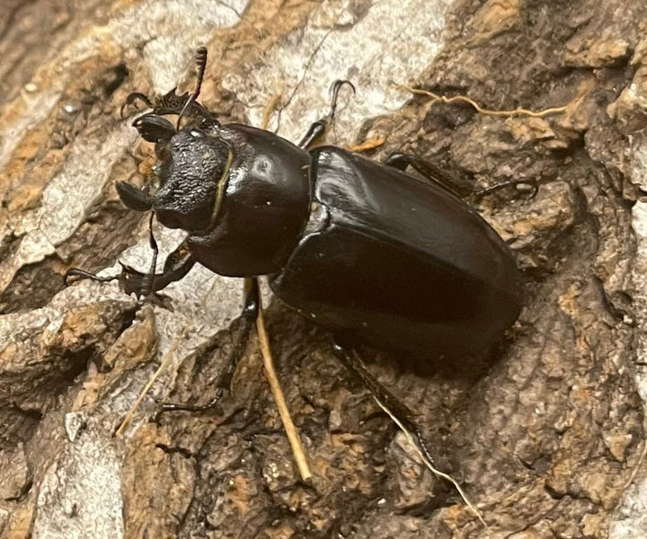 【WD】2021年新種《モーミヤマクワガタ 24mm ♀単》