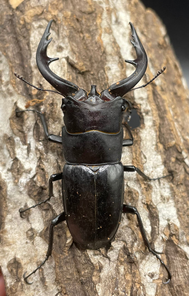 【WD】《アマミノコギリ 70mm ペア》