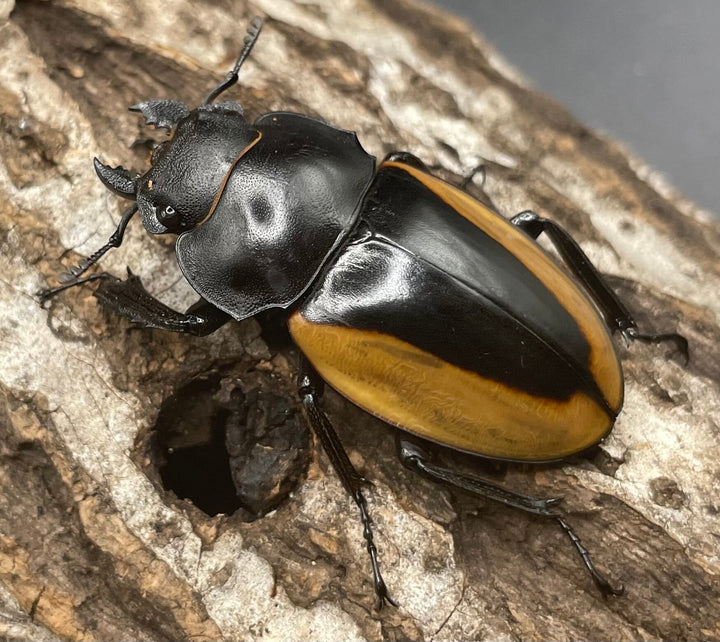 【WD】《クベラツヤクワガタ亜種fallaciosa 64mm ♂♀♀トリオ》