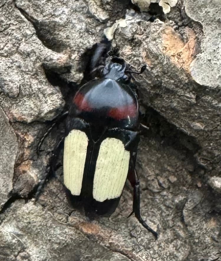 《キモンツノホソカナブン ペア》