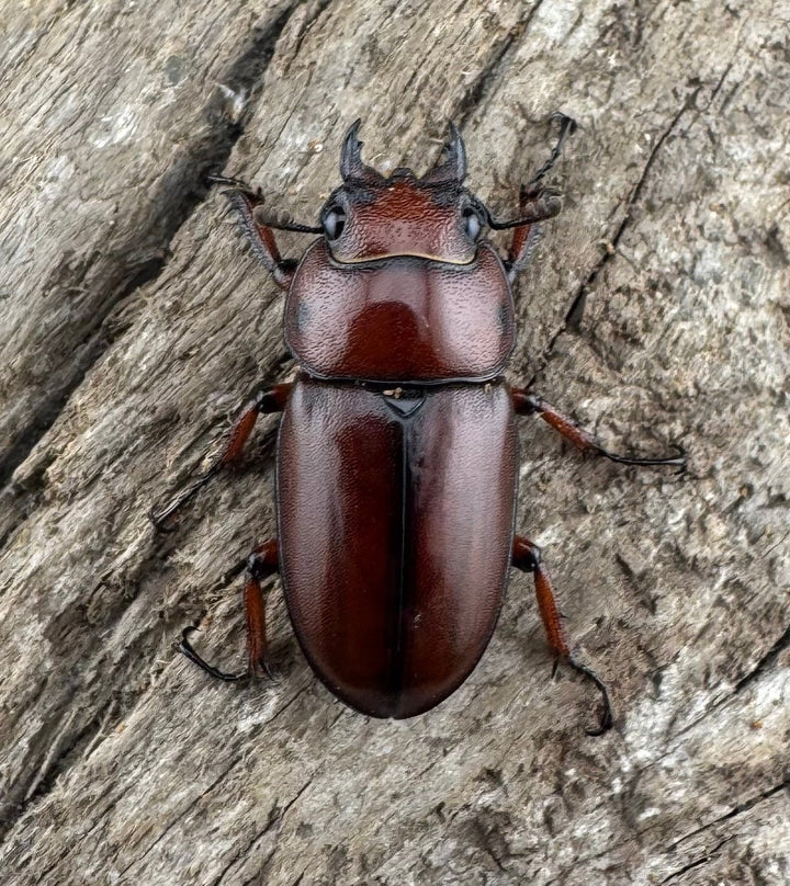 【WD】《アスタコイデス亜種fraternus 58mm ペア》