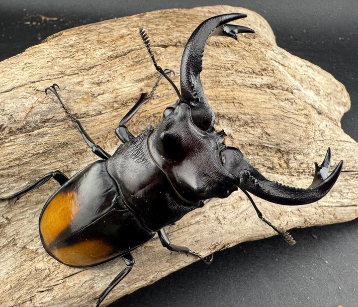 【WD】《セアカフタマタ（パリーフタマタ） 80mm ペア》