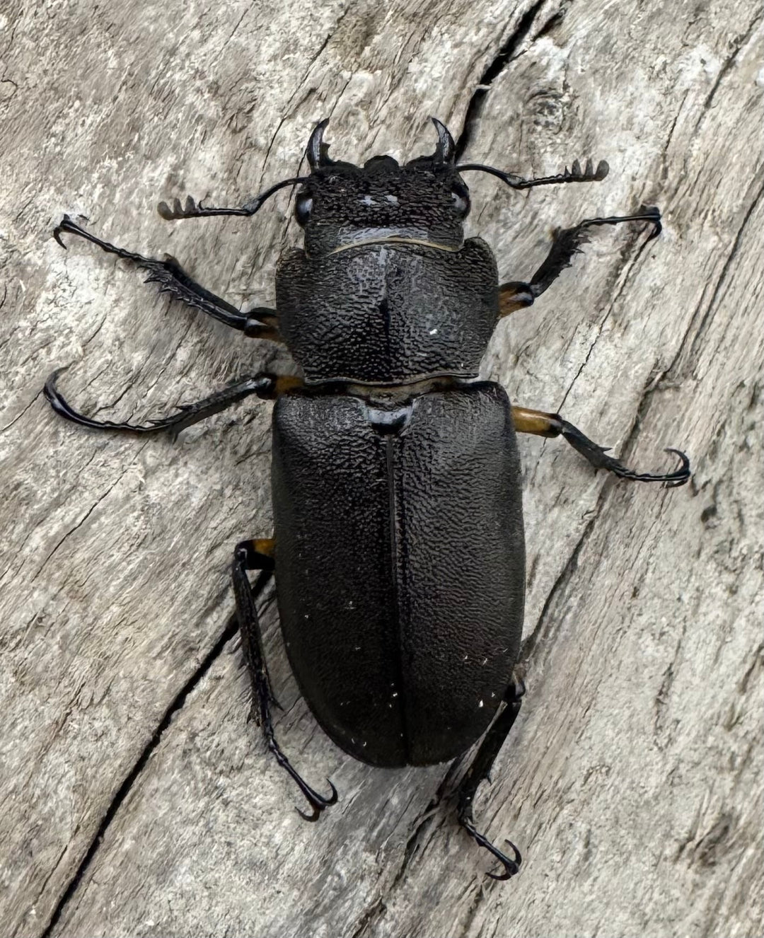 【美麗】《エラフスホソアカ 65mm ペア》