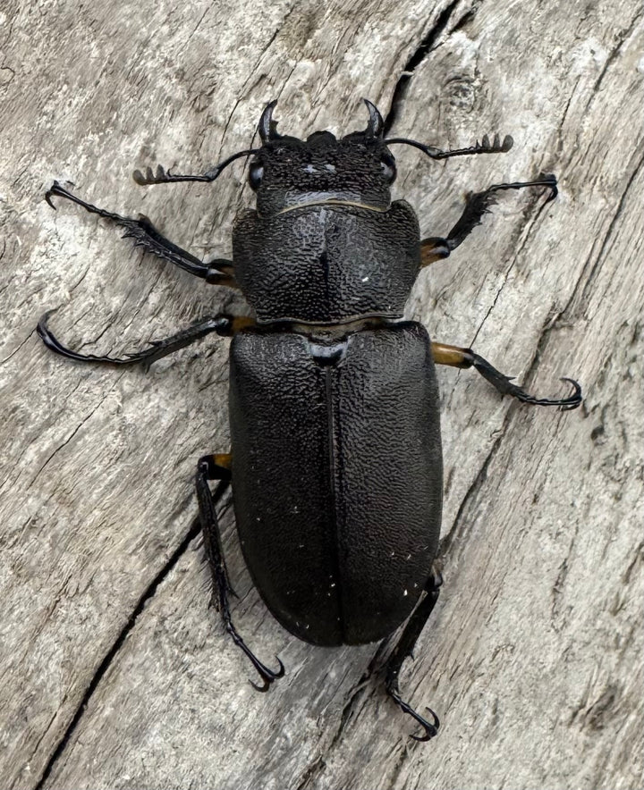 【美麗】《エラフスホソアカ 65mm ペア》