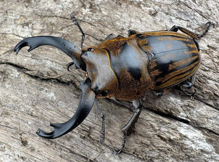 【WD】《ストリアータツヤクワガタ 43.5mm ペア》