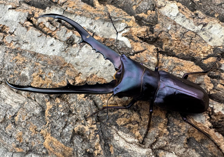 【美麗】《メタリフェルホソアカ 74mm ペア》わたくわ氏ブリード個体