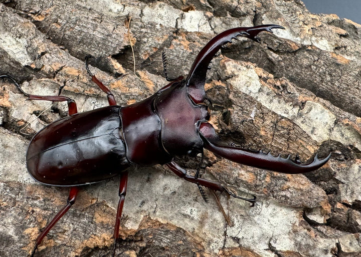 《フォルスターフタマタ亜種ニシ 72mm ♂♀♀トリオ》