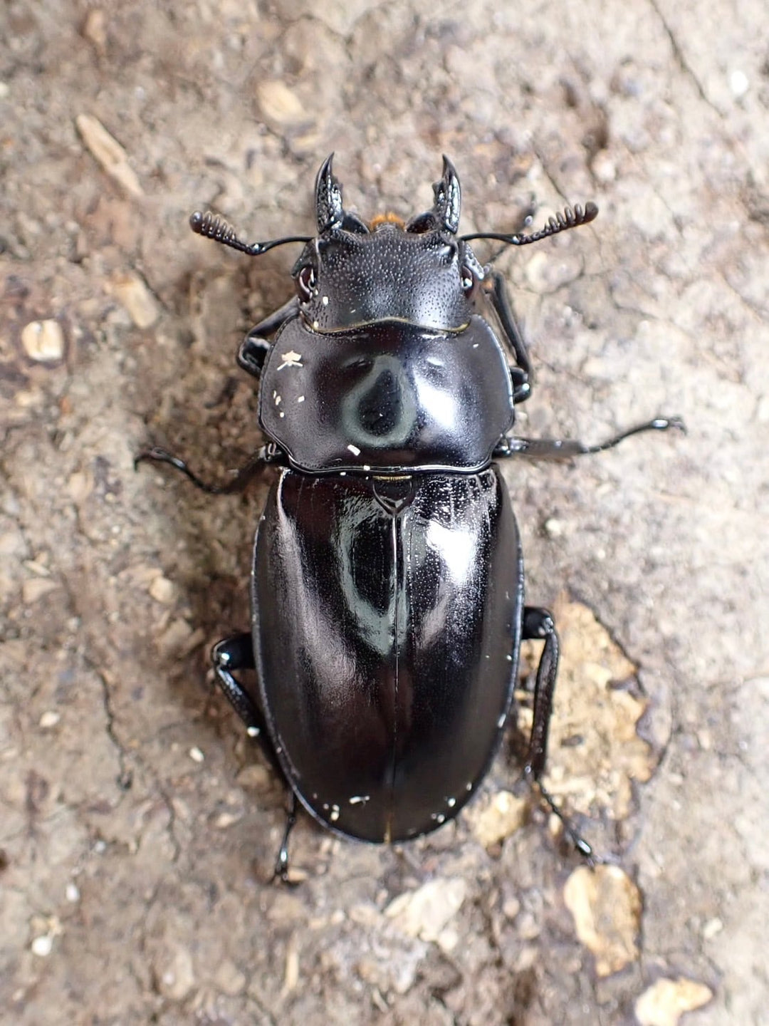 【WD】超貴重種《アドゥンクスフタマタミャンマー北部亜種 39mm ♂♀♀トリオ》